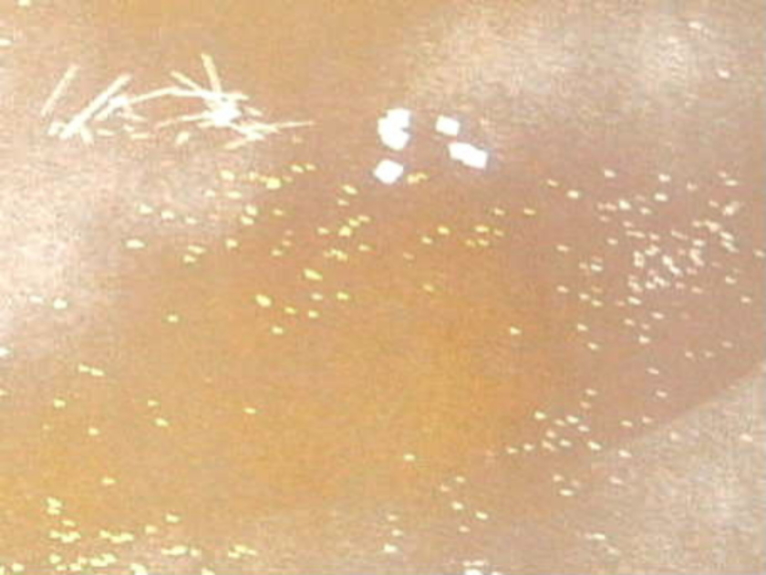 $BFCA*NA;f!!Au>~NA;f!!A4LL6b6d:=;R?6!!:y?'!!ItJ,3HBg(B